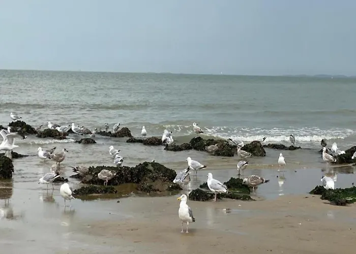 Duinbergen By The Sea